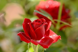 春,紅玫瑰,花園