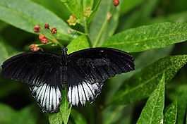 蝴蝶,性質(zhì),昆蟲
