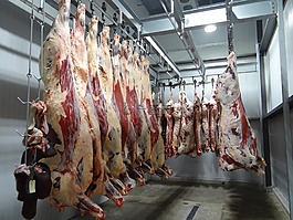 牛肉,牛,屠场