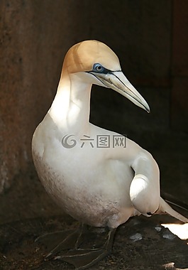鳥,墨爾本動(dòng)物園,澳大利亞