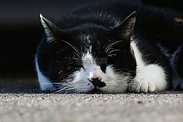 動物,寵物,貓咪