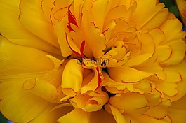 郁金香,花瓣,春天