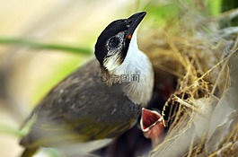 鳥,巢,生活