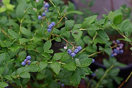 藍(lán)莓,植物,水果