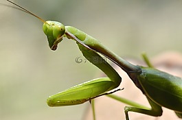 昆蟲,特寫,蝗蟲
