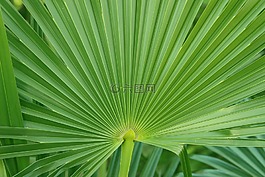 棕櫚,葉,綠色