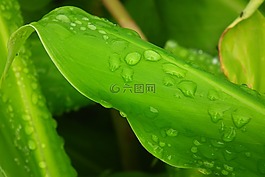 滴,植被,植物