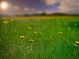 蒲公英,字段,花卉