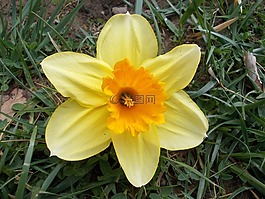 喇叭水仙,花卉,春