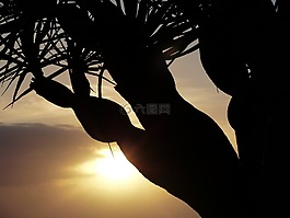 日落,樹,審美
