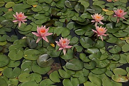 開,鮮花,葉子