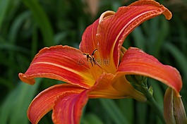 黃花菜,開(kāi)花,花