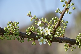 芽,春天,開花
