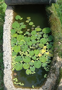 漂浮植物,景觀,葉