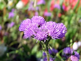 花,紫,鮮花