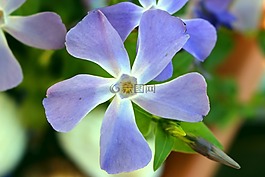 pervenche,花,春天