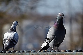 taube,tauben,vogel