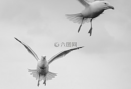 海鷗,鳥類,飛