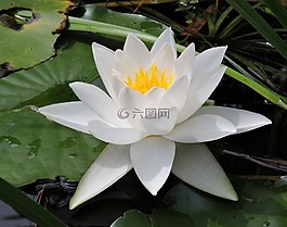睡莲,白,水生植物