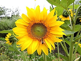 太陽(yáng)花,黃色,蜜蜂