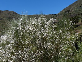 gintster,鲜花,白