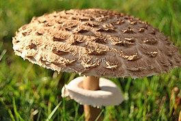 蘑菇,黑色的森林,秋季