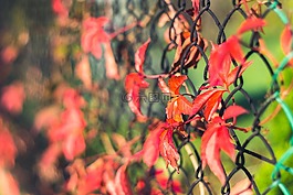 履帶板,葉子,紅色