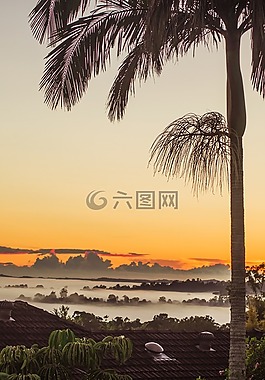 霧,日出,棕櫚樹