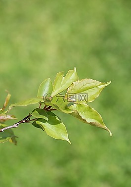 科,叶分支,叶子