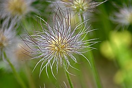 pasque 花,花絲,花