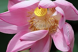 蓮花,植物區(qū)系,粉紅色