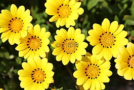 勛章菊屬,黃色的花朵,鮮花