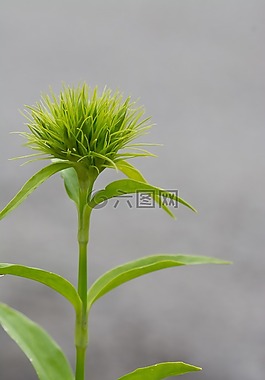 香石竹,斯威特威廉,康乃馨家庭