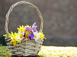 野花,野生花卉,雛菊