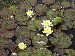 百合,池,莲花