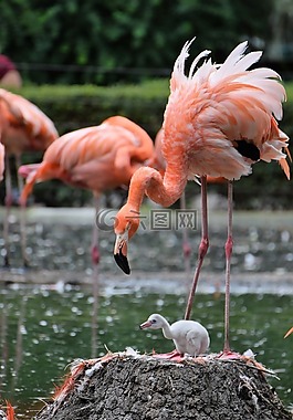 弗拉明戈,動(dòng)物園,動(dòng)物