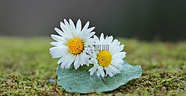 雛菊,野生花卉,鮮花