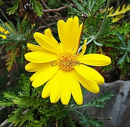 花,黃色花,黃色