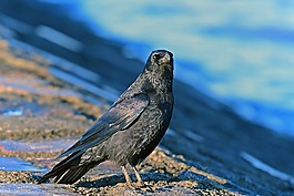 腐尸乌鸦,鸟类,corvidae