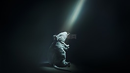 黑暗,大鼠,嚙齒動(dòng)物