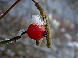 玫瑰果,冬天,雪