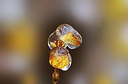 花,凍結(jié),冰