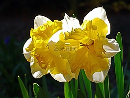osterglocken,黃水仙,充滿