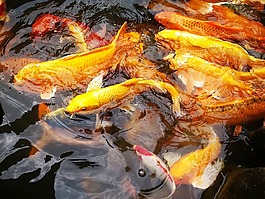 鯉魚,水,魚群