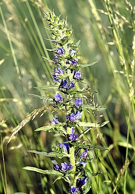 花,蚱蜢,藍色