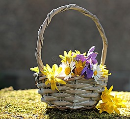 野花,野生花卉,雛菊