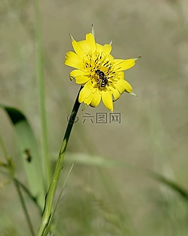 花,蜜蜂,黃色