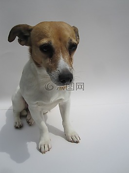 狗,小狗,夾克