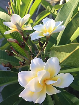 植物區(qū)系,花,熱帶