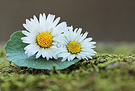 雛菊,野花,綠色